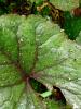 Mount Usher Gardens (2014)