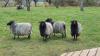 Schafe beim NABU (April 2021)
