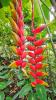 Heliconia rostrata