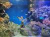 Barcelona Aquarium