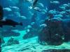 Barcelona Aquarium