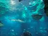 Barcelona Aquarium