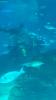 Barcelona Aquarium