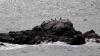 Lizard Point (2025)