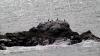 Lizard Point (2025)