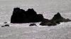 Lizard Point (2025)