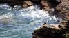 Lizard Point (2025)