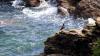 Lizard Point (2025)