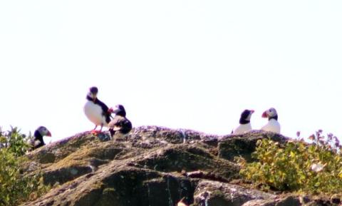 Puffins