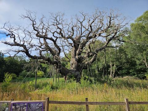 Major Oak