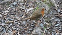 Robin