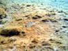 Griechenland - Portes Beach - Schnorcheln