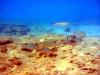 Griechenland - Portes Beach - Schnorcheln