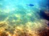 Griechenland - Portes Beach - Schnorcheln