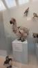 Natural History Museum London_19