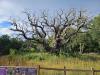 Major Oak