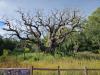 Major Oak