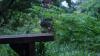 England - Stagshaw Gardens