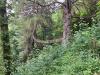 Aira Force Waterfall