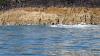 Schottland - Scotish Seabird Centre boat trip
