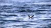Schottland - Scotish Seabird Centre boat trip