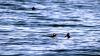 Schottland - Scotish Seabird Centre boat trip