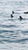 Schottland - Scotish Seabird Centre boat trip