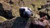 Schottland - Scotish Seabird Centre boat trip