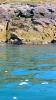 Schottland - Scotish Seabird Centre boat trip