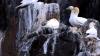 Schottland - Scotish Seabird Centre boat trip
