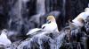 Schottland - Scotish Seabird Centre boat trip