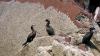 Schottland - Scotish Seabird Centre boat trip