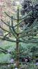 Freiburg - Botanischer Garten