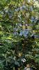 Achamore Gardens