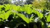 Achamore Gardens