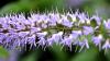Achamore Gardens