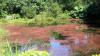 Achamore Gardens
