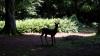 Achamore Gardens